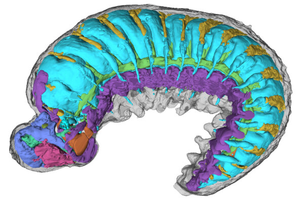 Side-on view of Youti yuanshi, showing internal organ systems.