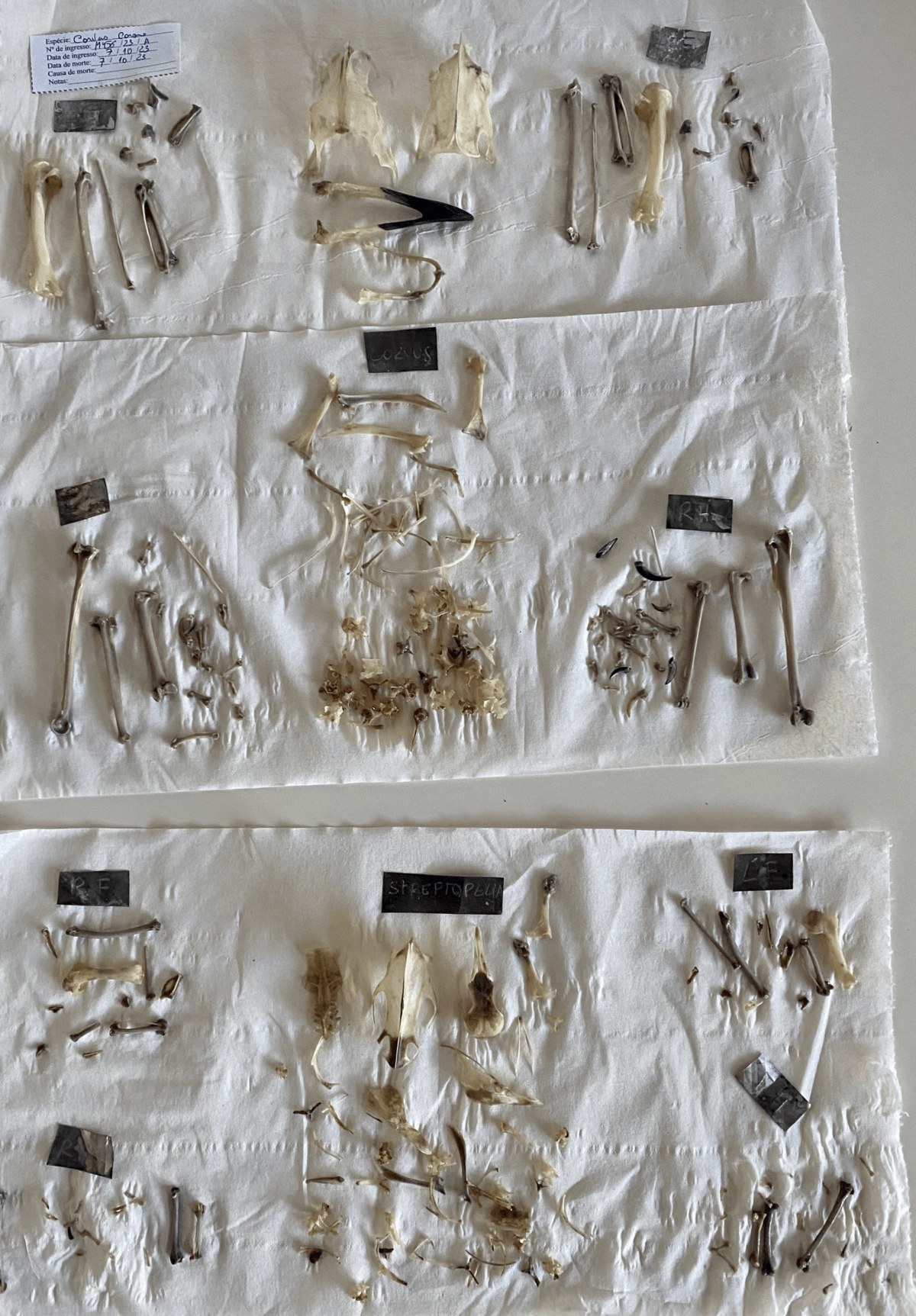 Bones recovered from some of the birds.