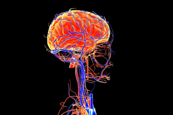 Human Cerebral circulation is the movement of blood through a network of cerebral arteries and veins supplying the brain.