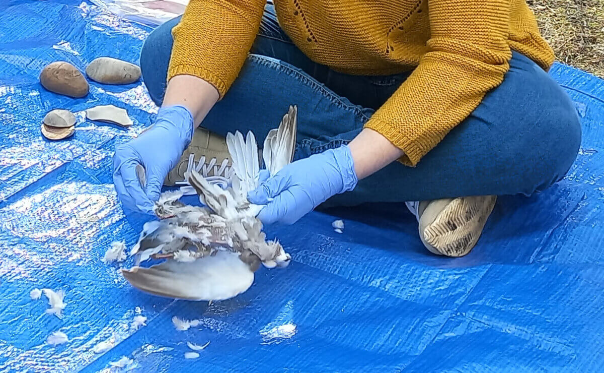 A scientist defeathers one of the birds.