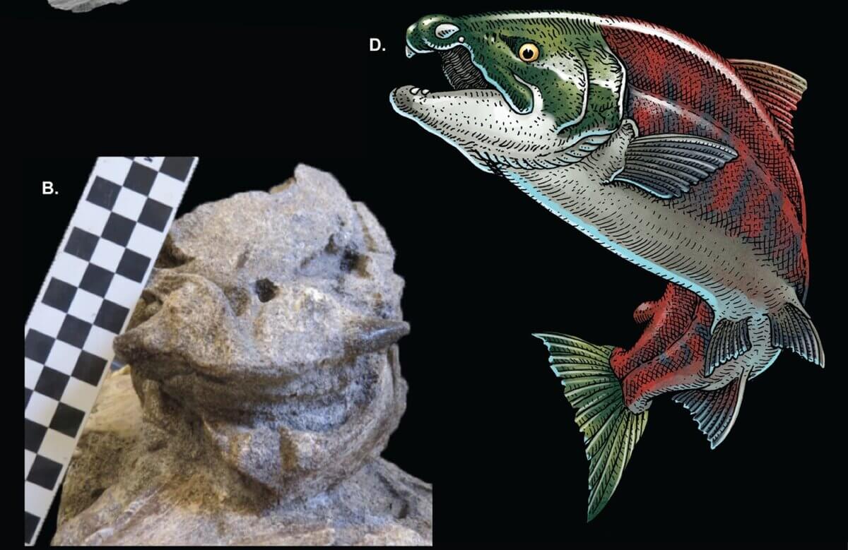 prehistoric salmon