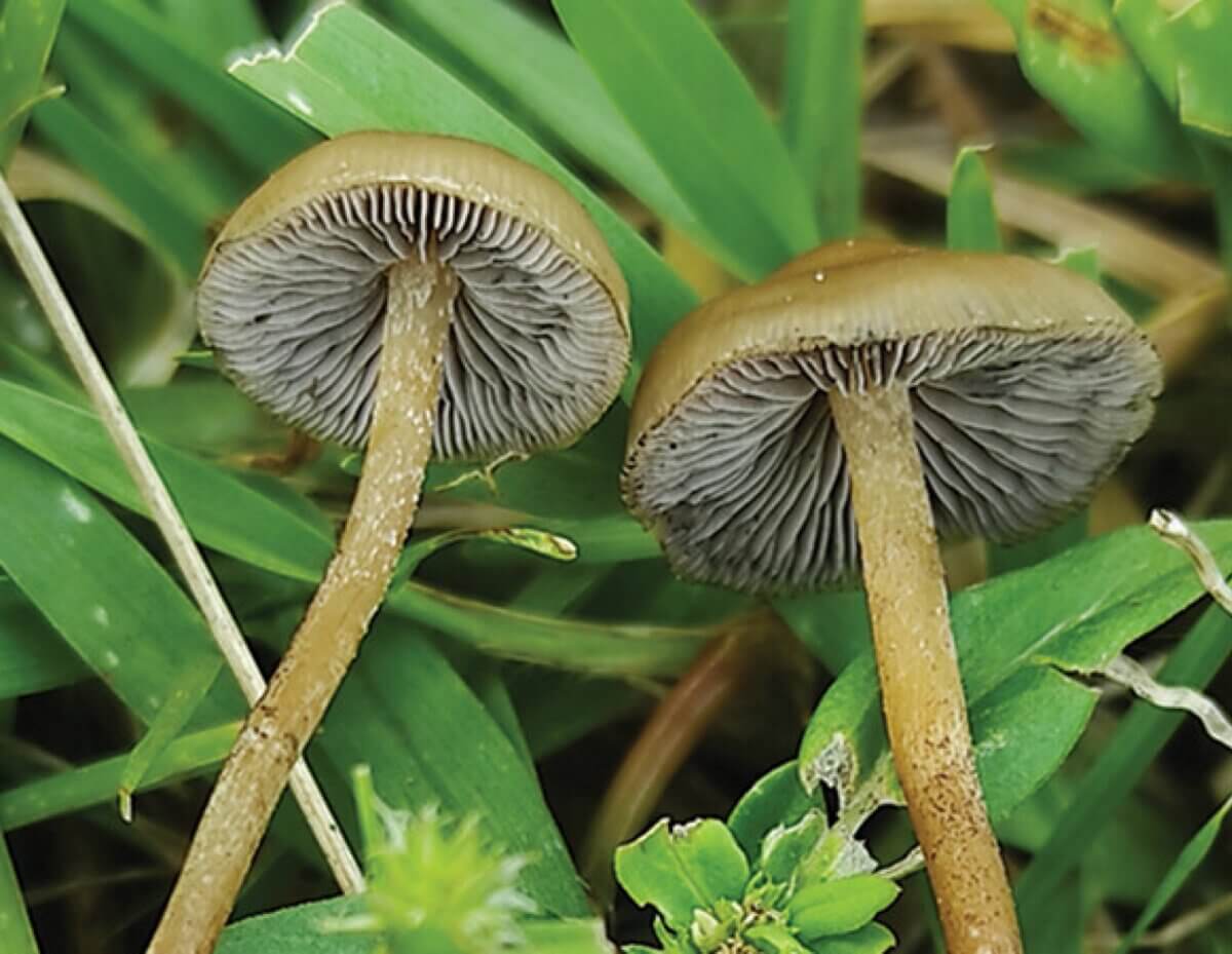 psilocybe ingeli