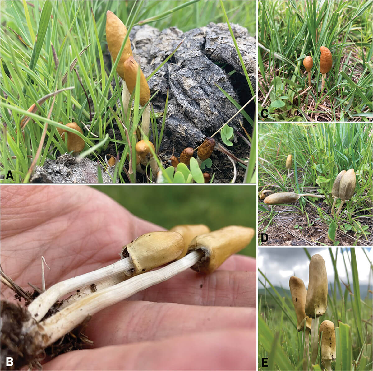psilocybe maluti mushroom