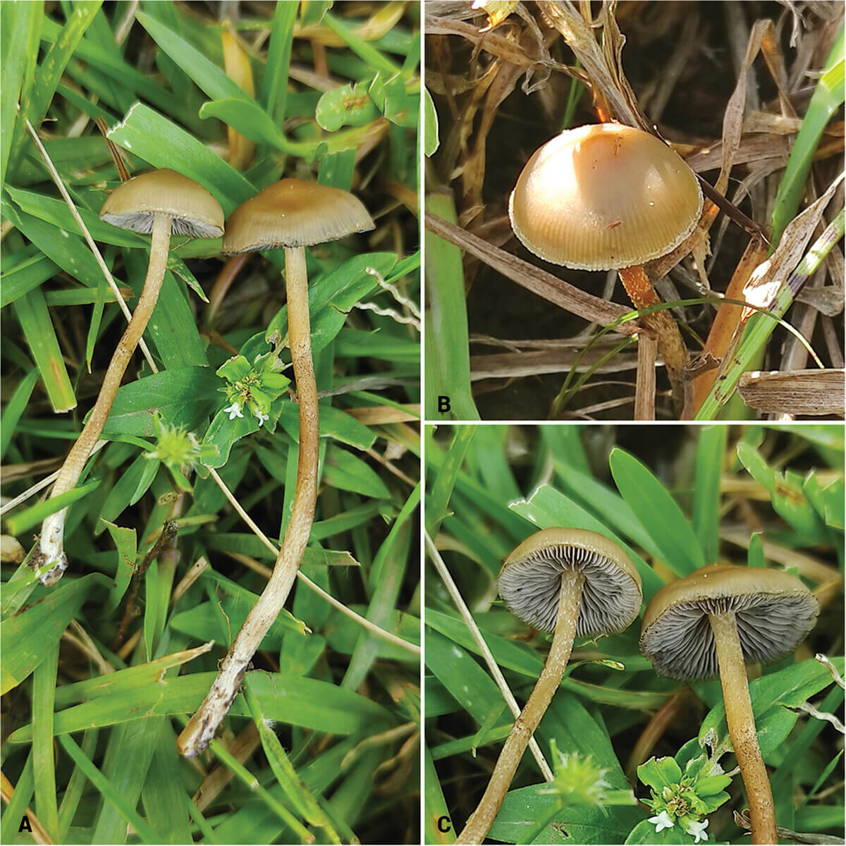 Psilocybe ingeli mushroom