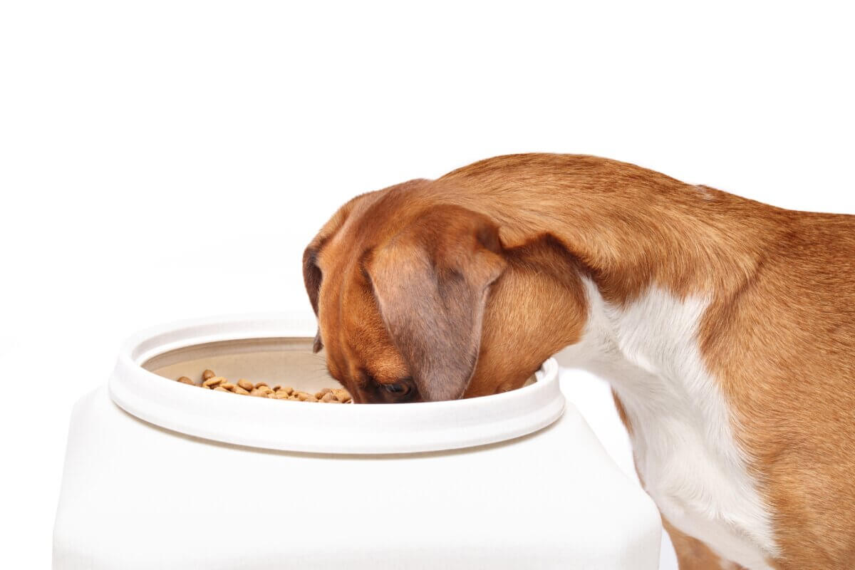 A dog eating out of a kibble container