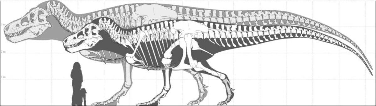 Skeleton of the largest-known T. rex (foreground) and silhouette of the largest possible giant T. rex. 