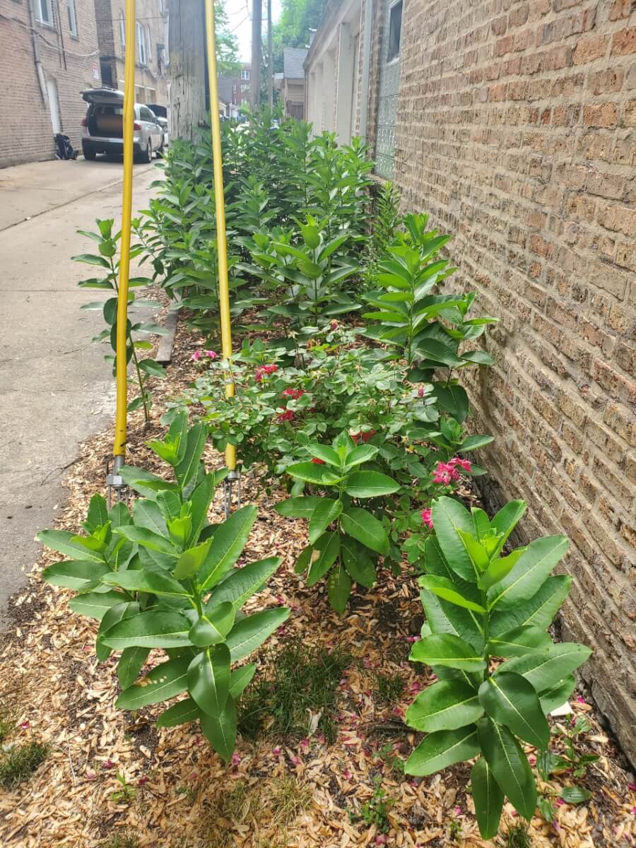 Milkweed garden in an alley behind a garage