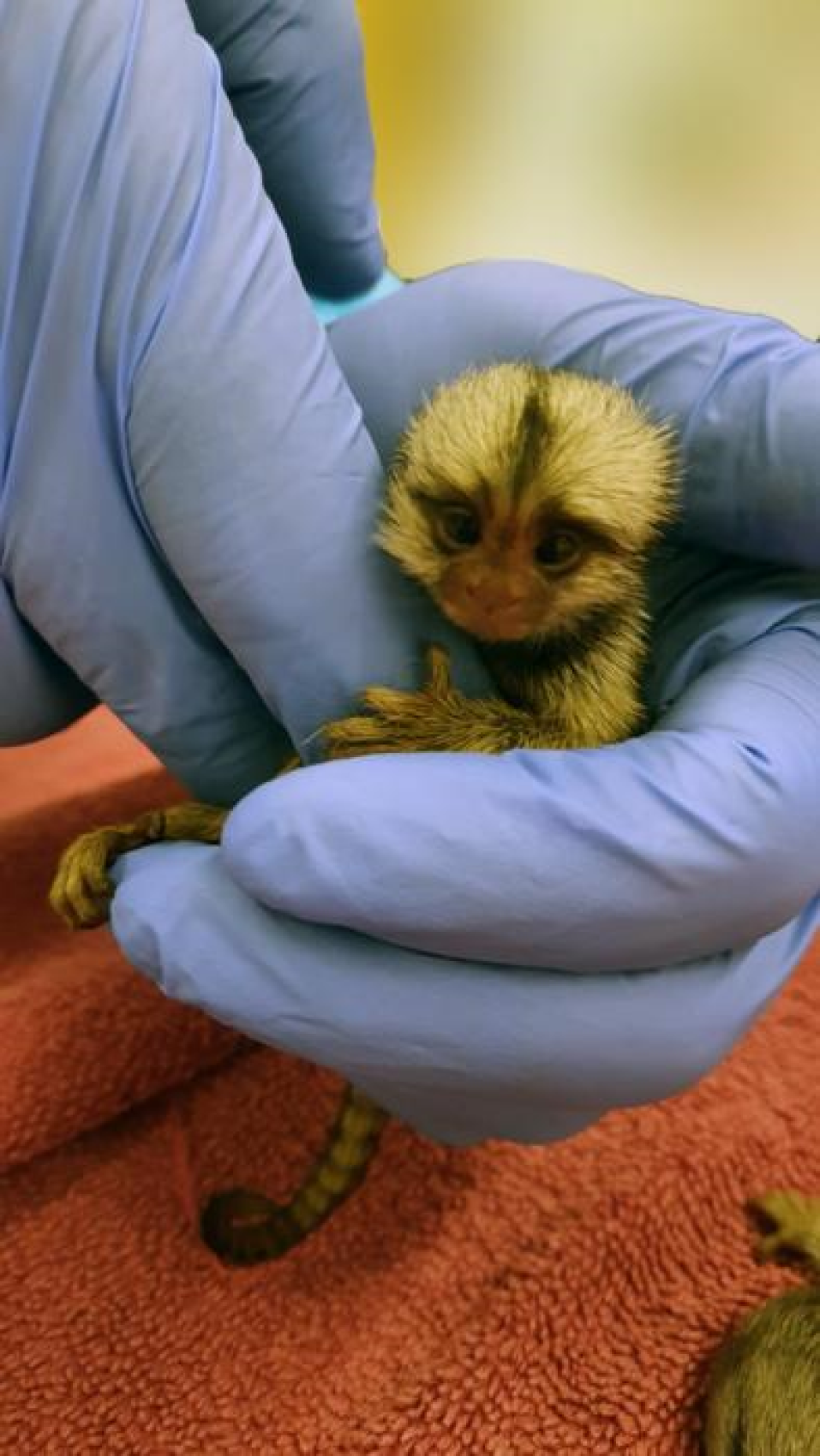 Bareket - Baby Marmoset Monkey 