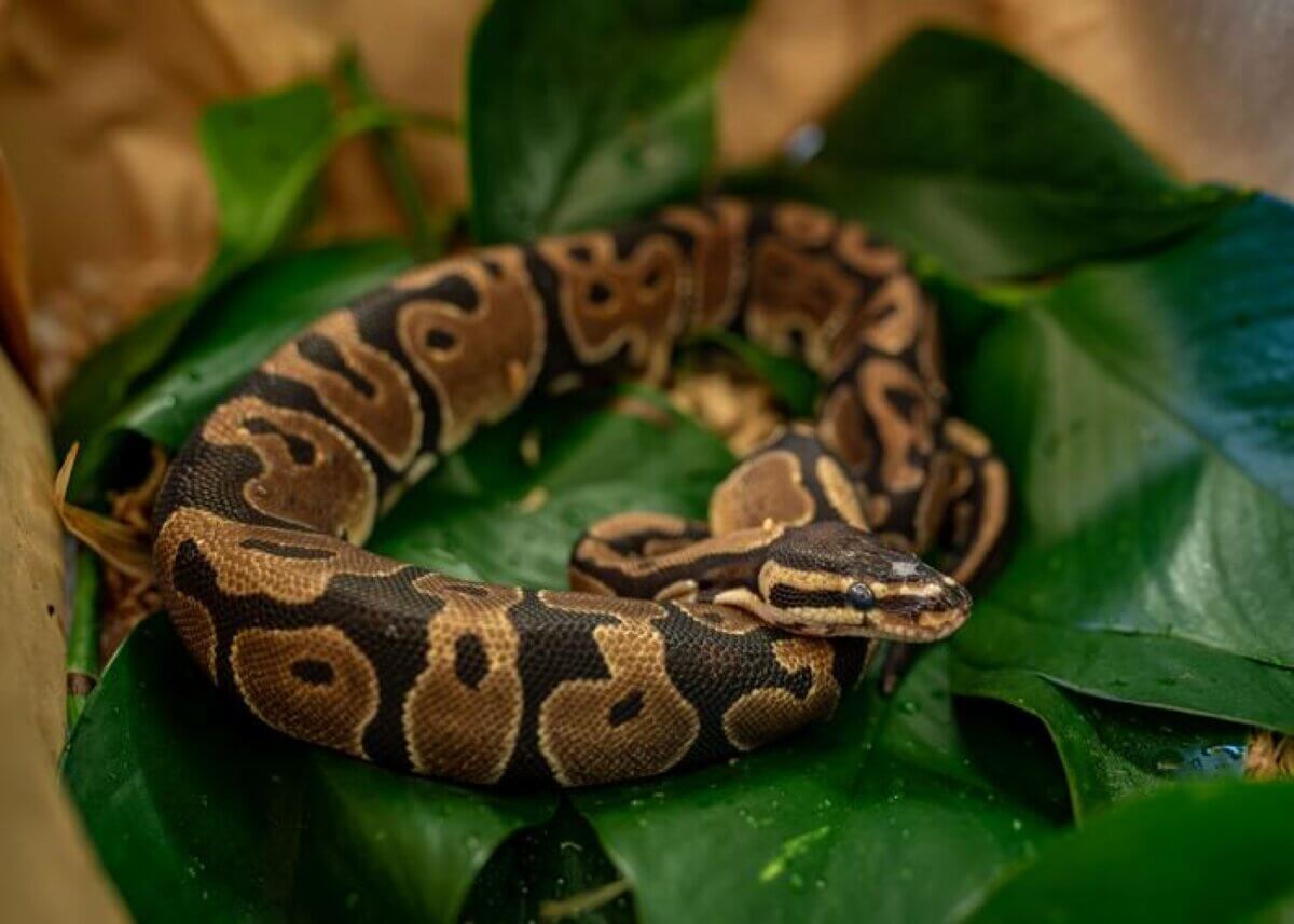 Ball python