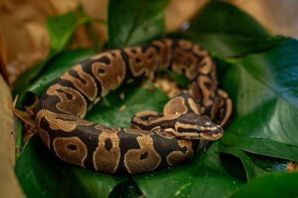 Ball python
