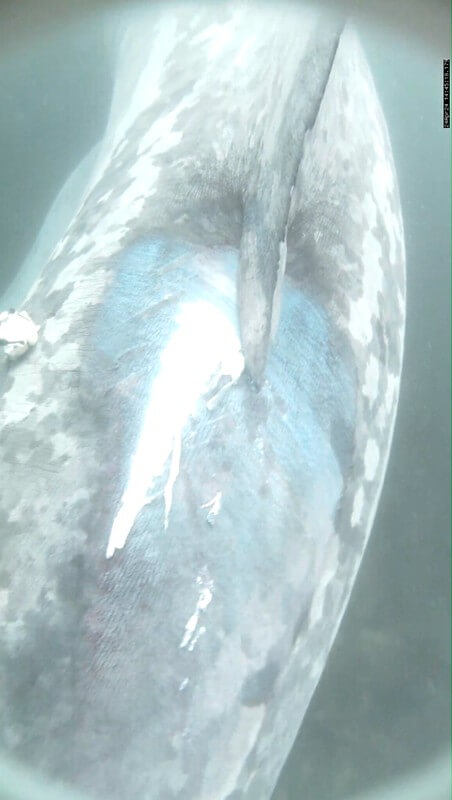 Paint and an abrasion shown on the back of a basking shark that has been struck by a boat.