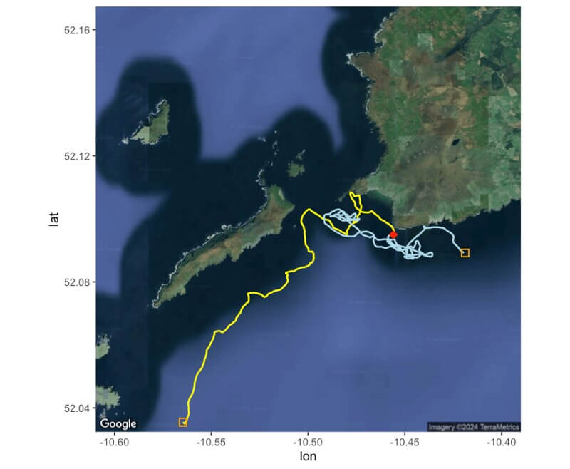 This graphic shows the path of a basking shark from the time it was tagged, then struck by a vessel and then where it was when the tag released.