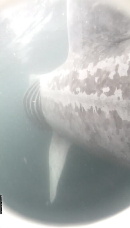 A 7-meter basking shark feeding near the surface after it was tagged by researchers.