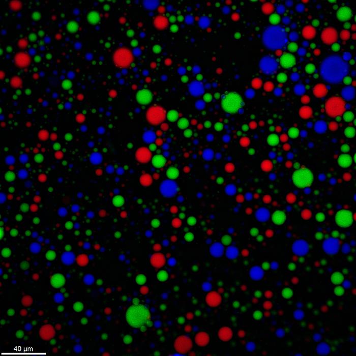 Fluorescence microscopy image of three coexisting populations of stable coacervate protocells. The protocells contain long single-stranded RNAs, labeled with green, red, and blue fluorescent dyes. The absence of any intermixing of colors suggests that the exchange of RNA between the stable protocells is restricted. 