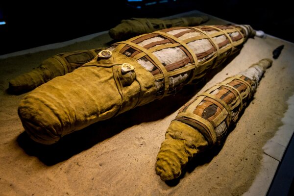 Ancient mummified crocodiles wrapped in cloth located within the Crocodile Museum at the ancient site of Kom Ombo