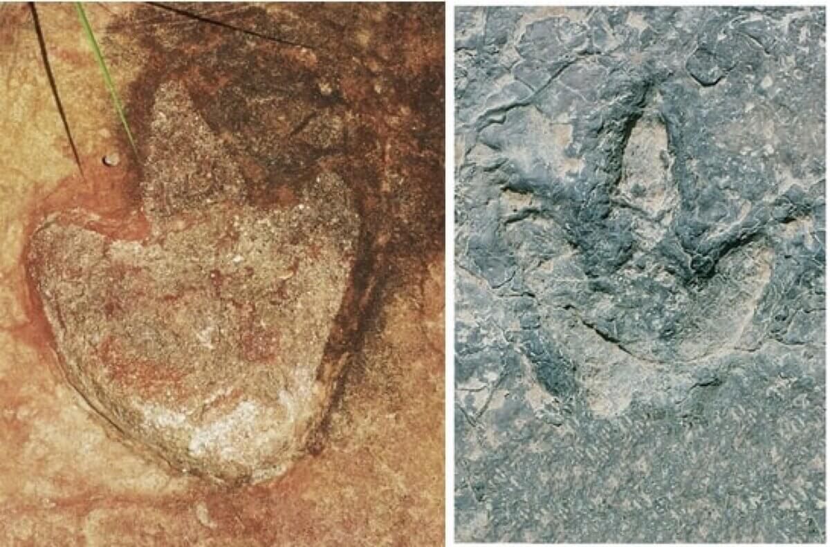 Dinosaur footprints