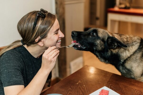 Dog owner feeding her German shepherd dinner with a fork
