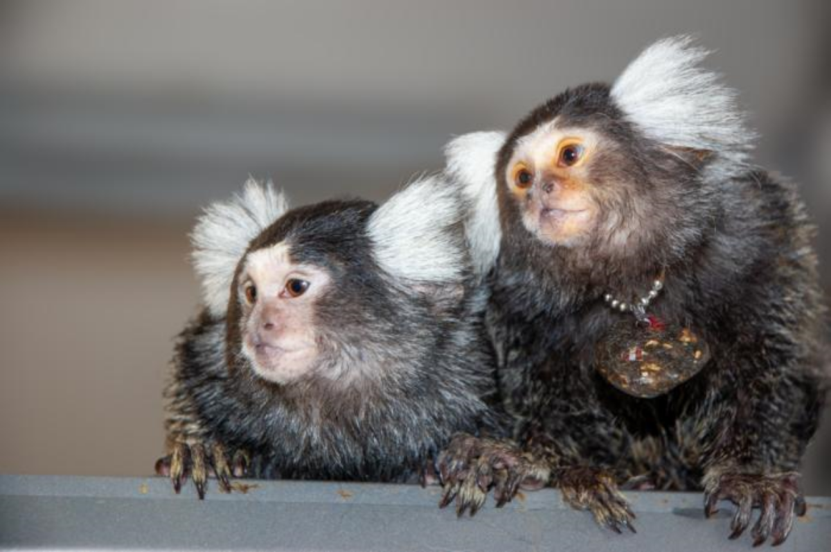 Marmoset Monkeys