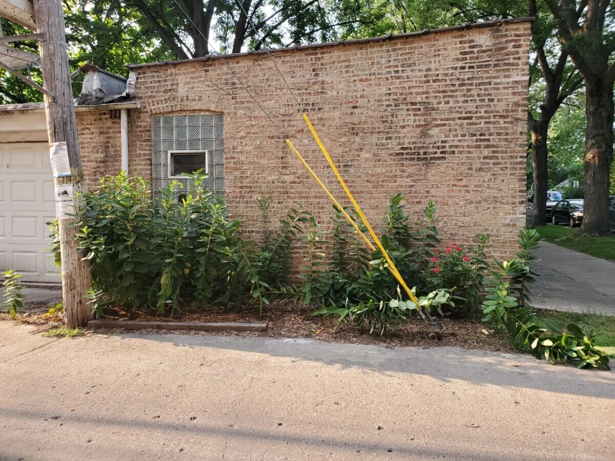 Milkweed garden in an alley behind a garage.