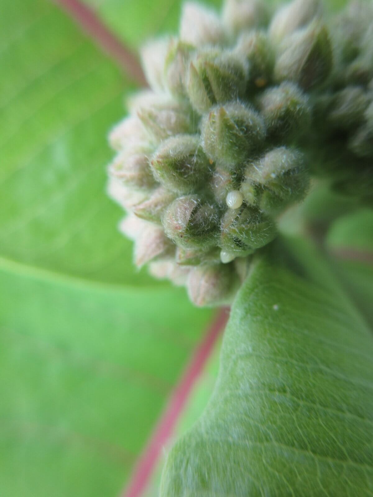 Monarch eggs on a milkweed plant. 