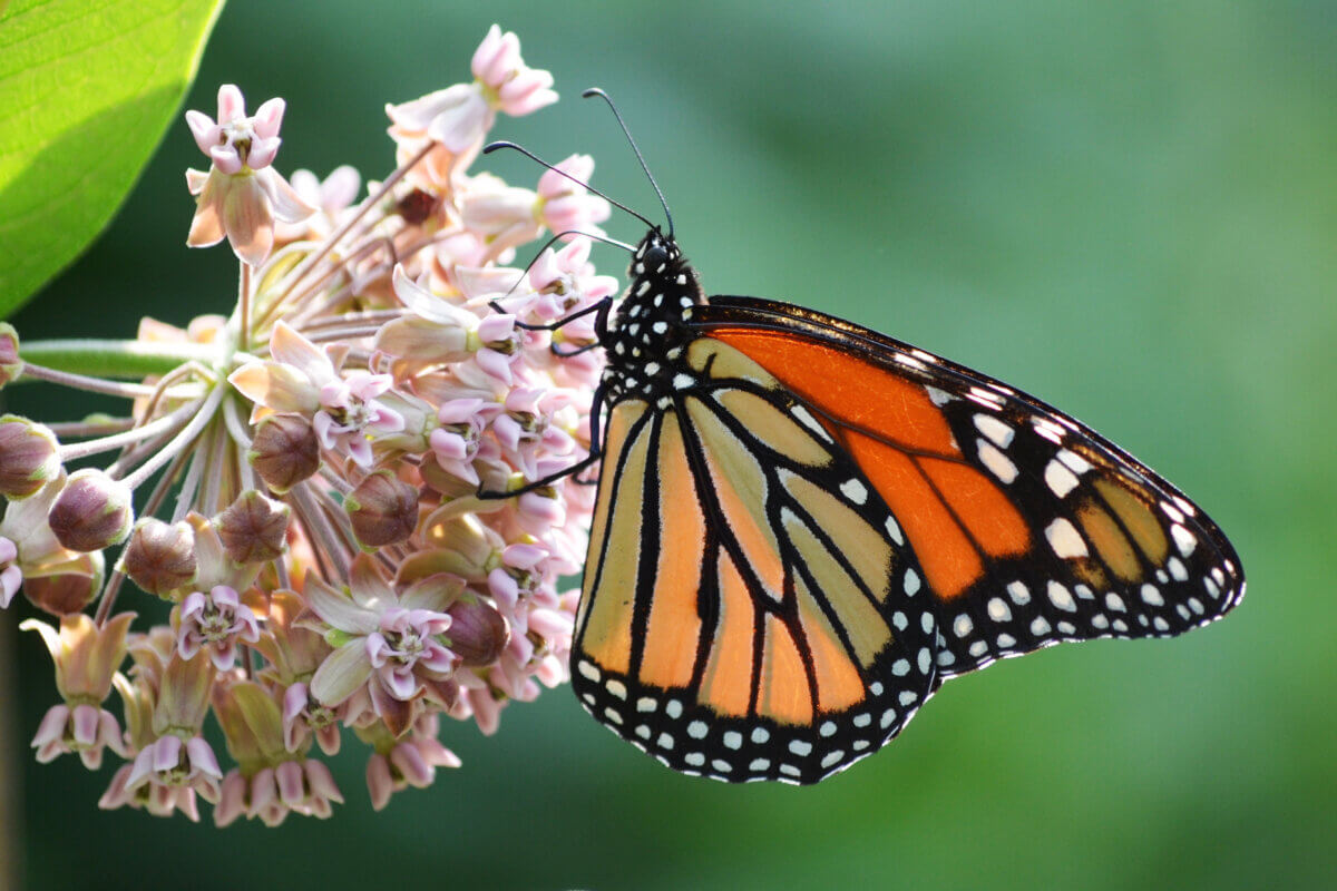 Monarch on common milkweed