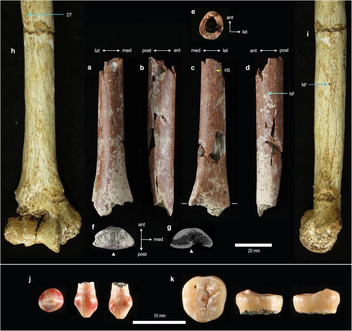 New fossils from Mata Menge
