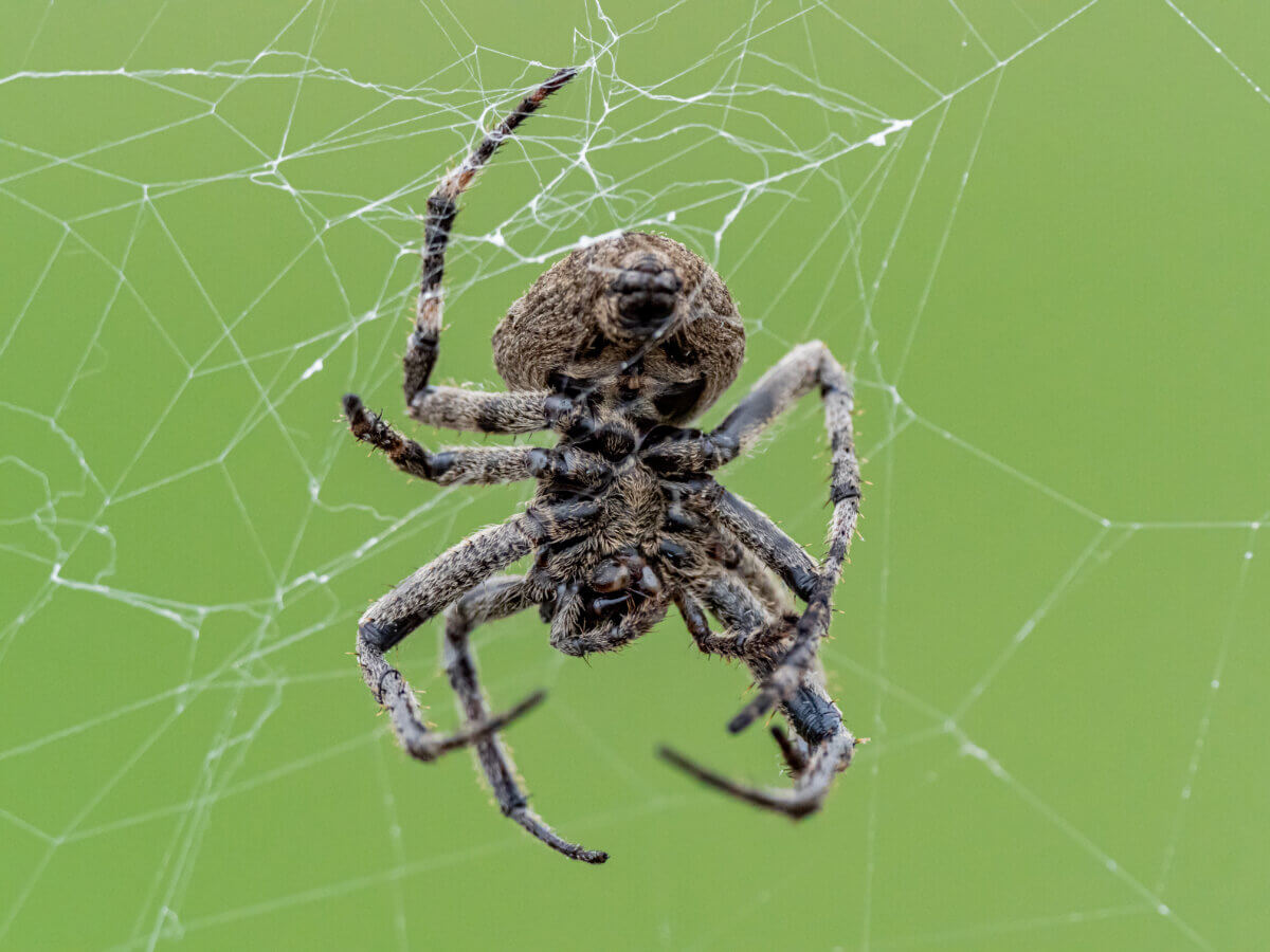 Araneus ventricosus orb weaver spider