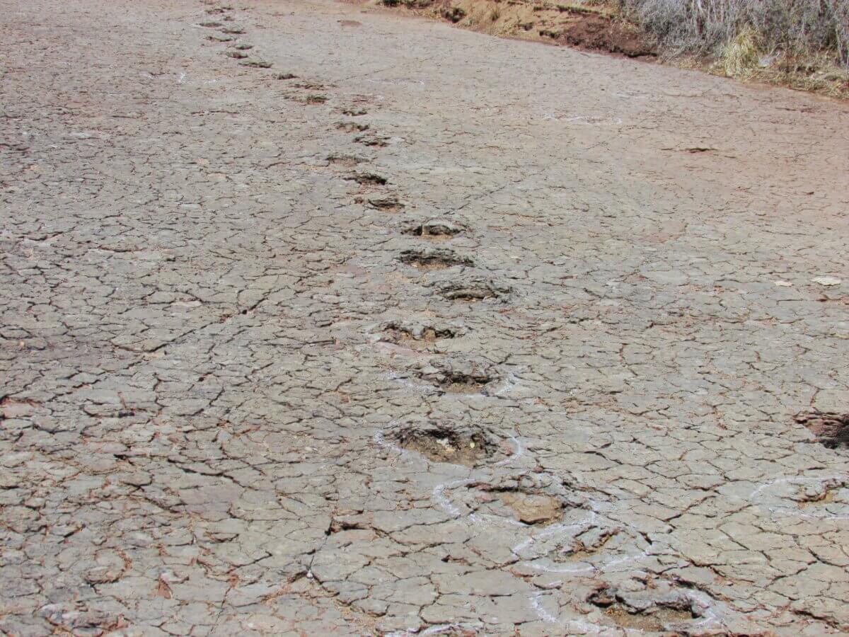 A long ornithopod trackway at Passagem das Pedra, Sousa Basin preserved in floodplain deposits of Lower Cretaceous. 