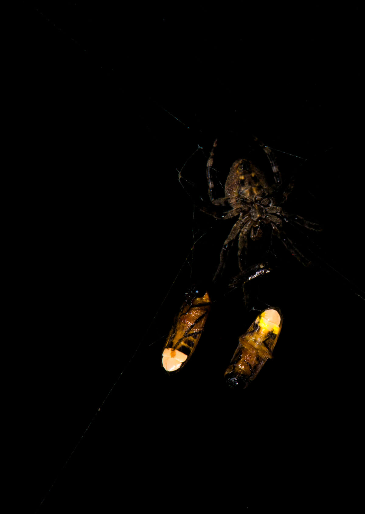 Spider (Araneus ventricosus) with two ensnared male fireflies (Abscondita terminalis), one of which has a luminescent lantern (right)