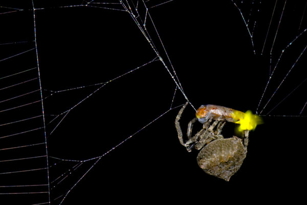Spider (Araneus ventricosus) wrapping male firefly (Abscondita terminalis)