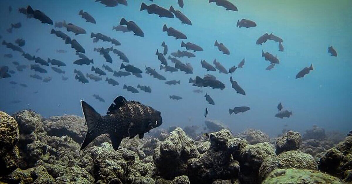 Squaretail groupers at a spawning aggregation site_ by Rucha Karkarey