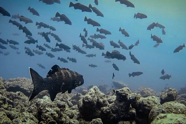 Squaretail groupers at a spawning aggregation site.