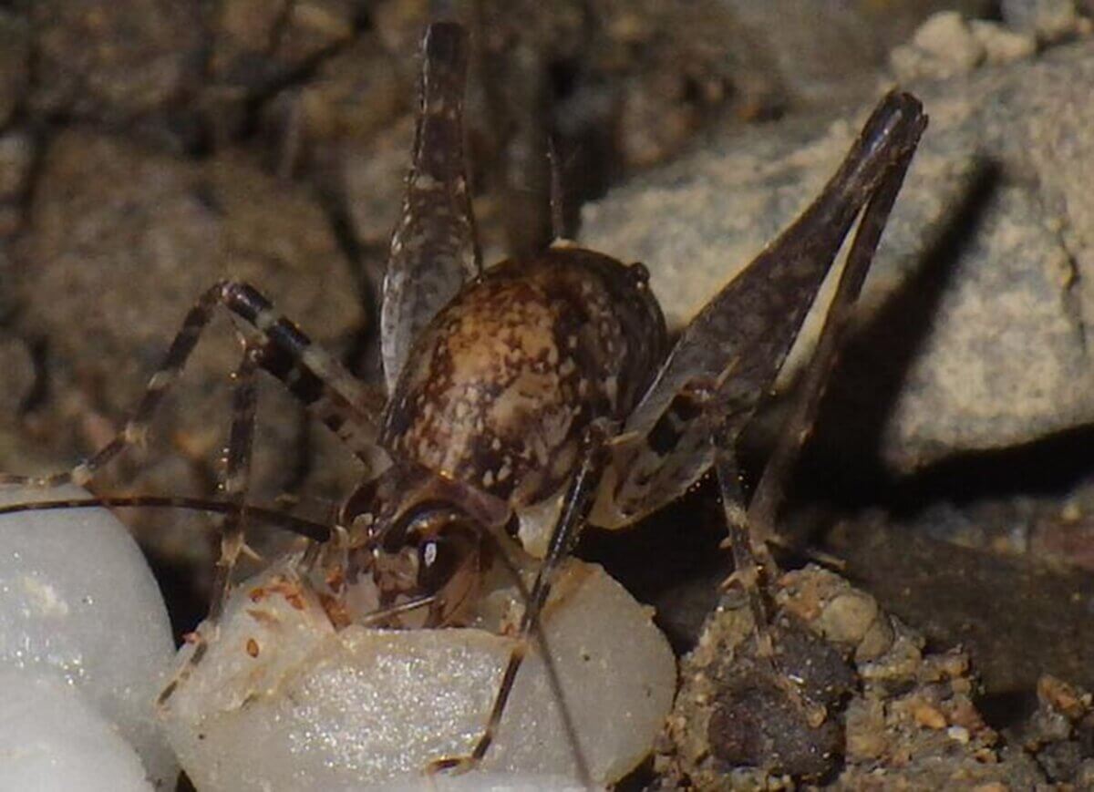 Suetsugu-Crickets