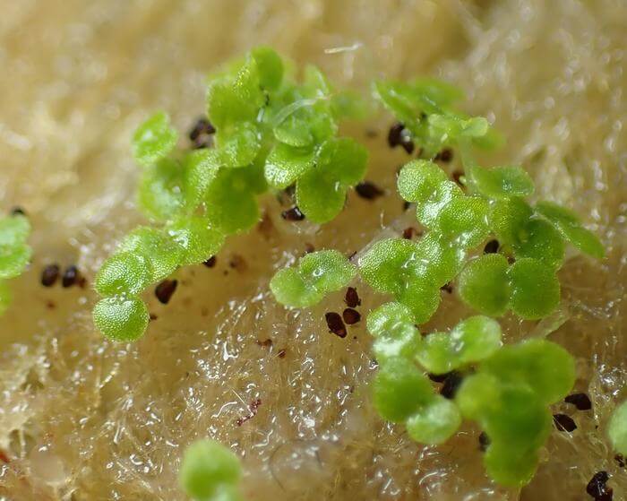 Feeding experiments on captured camel crickets showed that around 80 percent of the seeds ingested and later excreted by camel crickets were fully viable and could germinate.