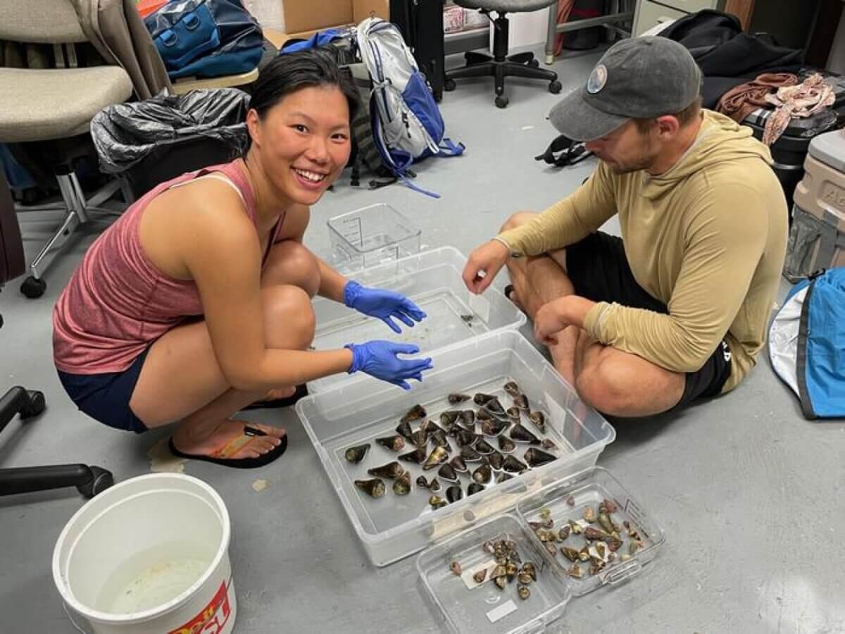 Ho Yan Yeung, PhD, first author on the study (left) and Thomas Koch, PhD, also an author on the study (right) examine a freshly-collected batch of cone snails. 