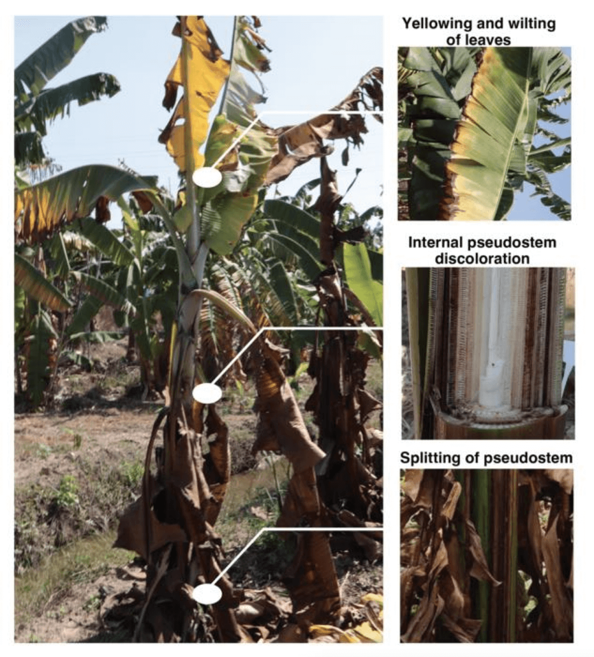Fusarium wilt of banana (FWB) caused by Fusarium oxysporum f. sp. Cubense (Foc) tropical race 4 (TR4) with external symptoms of FWB in Cavendish banana.