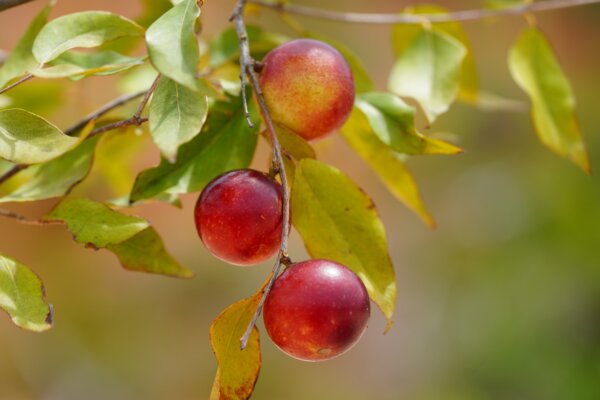 Camu Camu fruits (Myrciaria dubia) hanging on a bush.