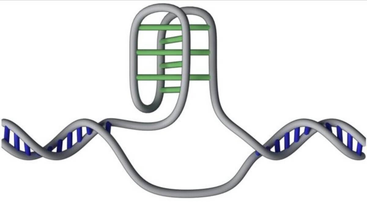 dna i-motif