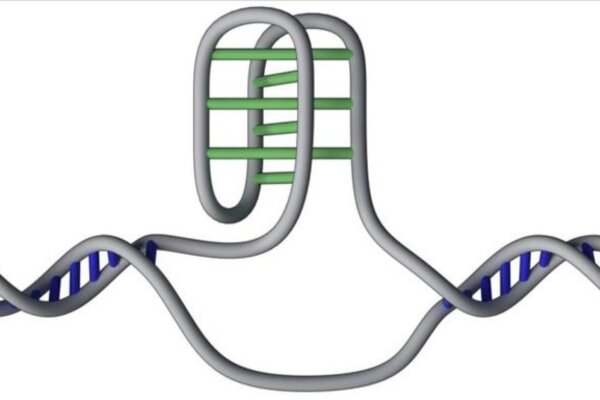 The knot-like i-motif structure protruding from DNA’s double helix has been mapped in 50,000 locations in the human genome, concentrated in key functional areas including regions that control gene activity.