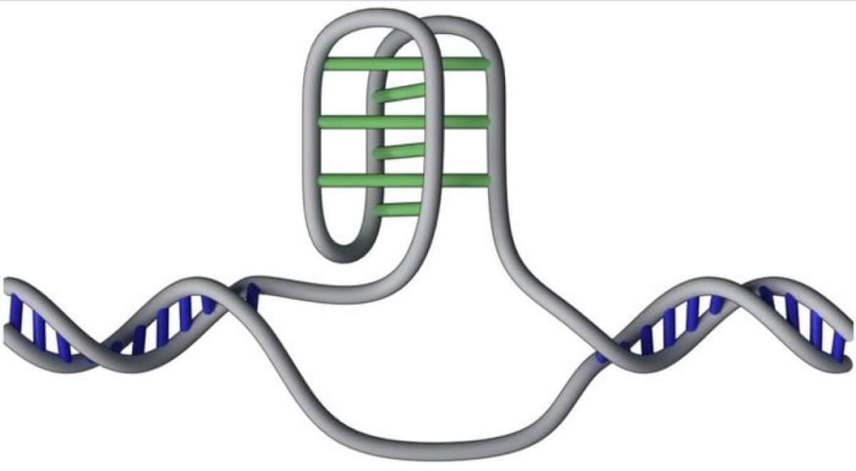 DNA's hidden dimension: Knot-like 'i-Motifs' add complexity to the ...