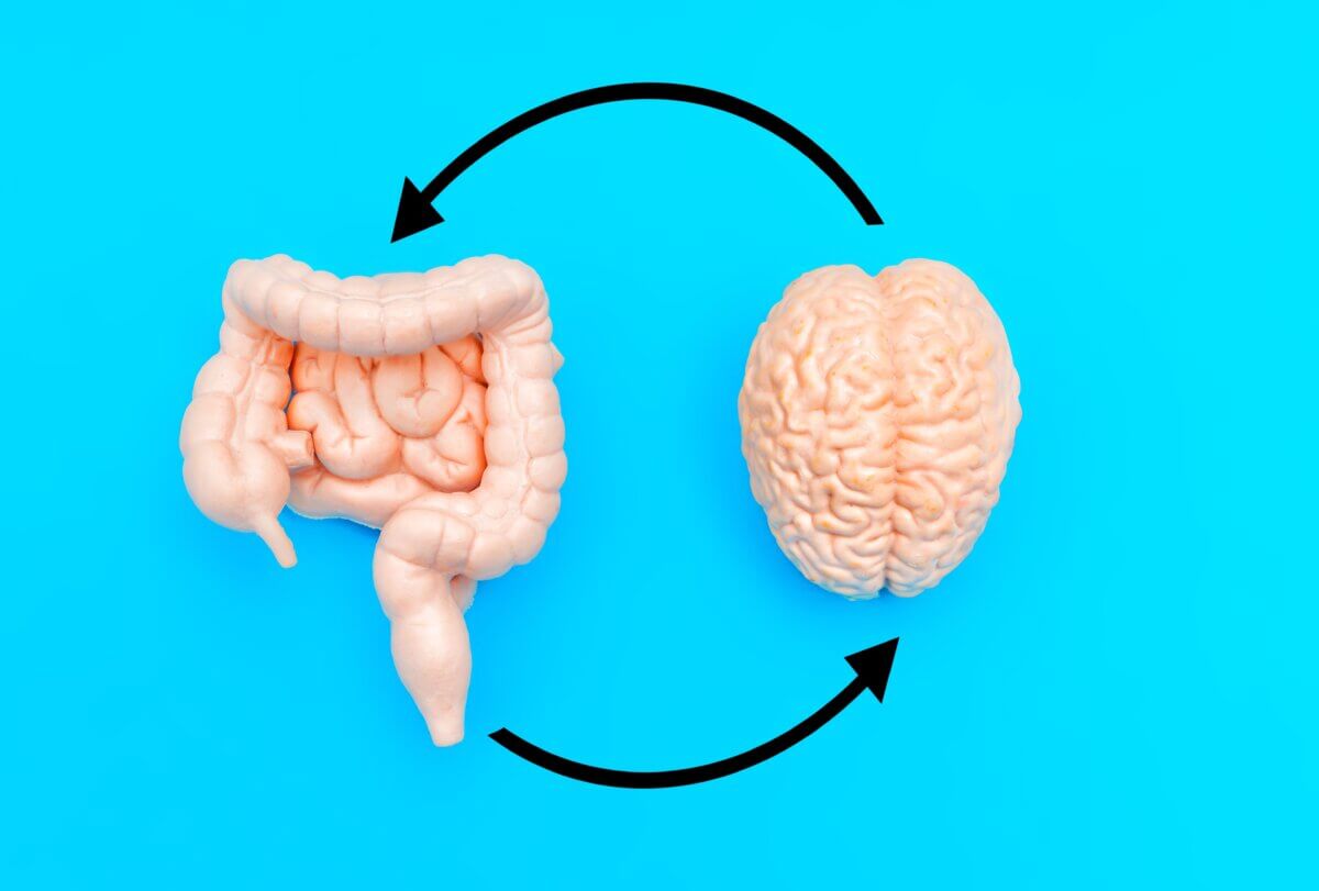 gut brain axis