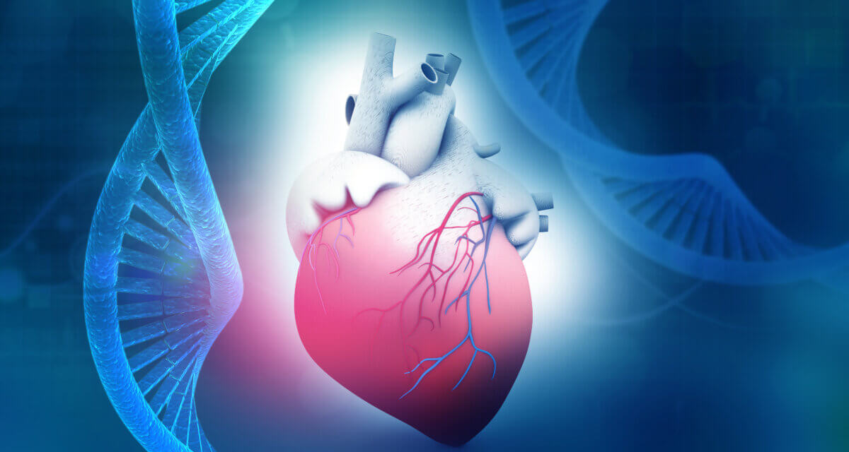 Human heart anatomy with dna