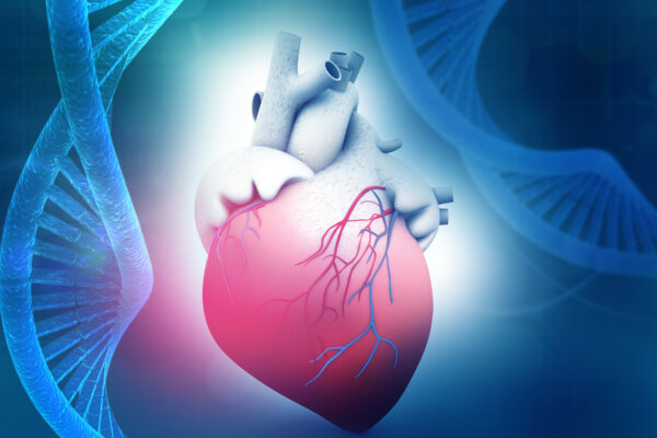 Human heart anatomy with dna