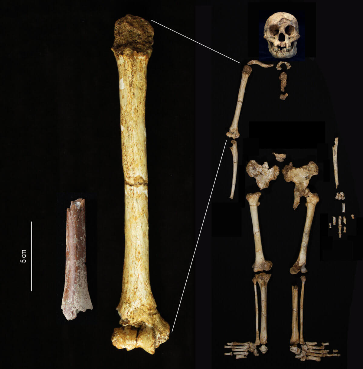 mata menge bones