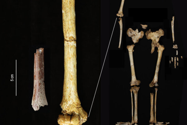 The Mata Menge humerus fragment (left) shown at the same scale as the humerus of Homo floresiensis from Liang Bua.