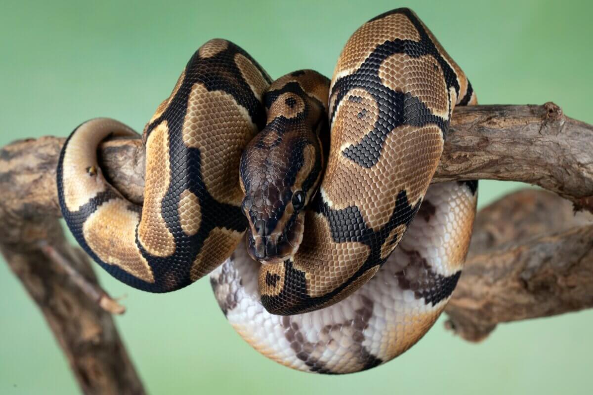 The Ball Python (Python regius) also called the Royal Python