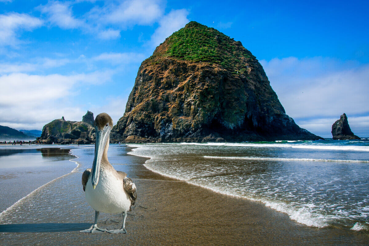 A pelican in front of Haystack Rock on Cannon Beach in Oregon