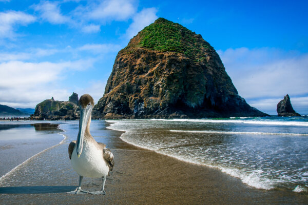 A pelican in front of Haystack Rock on Cannon Beach in Oregon