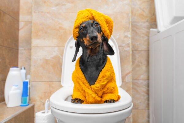 A Dachshund in a robe sitting in the toilet