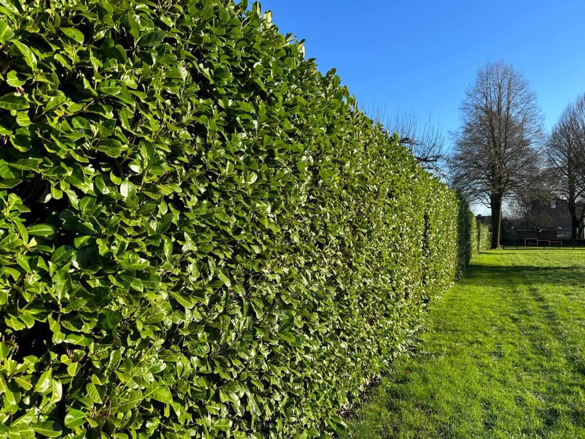Cherry laurel hedges